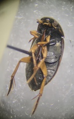 Tropisternus sublaevis