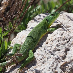 Lacerta trilineata