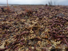 Phymatolithon calcareum