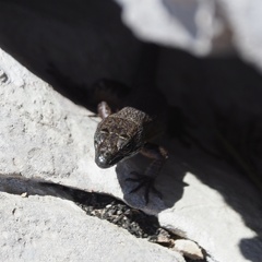 Algyroides nigropunctatus