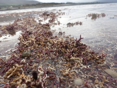 Phymatolithon calcareum