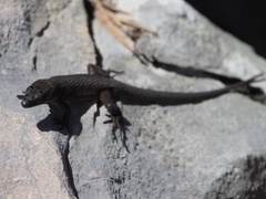 Algyroides nigropunctatus