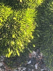 Scleropodium obtusifolium