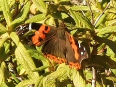 Vanessa vulcania