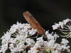 Eucosma