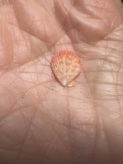Caribachlamys sentis