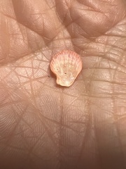 Caribachlamys sentis