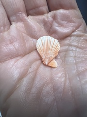 Caribachlamys sentis