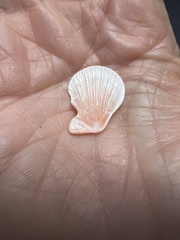 Caribachlamys sentis