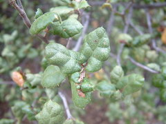 Quercus agrifolia oxyadenia
