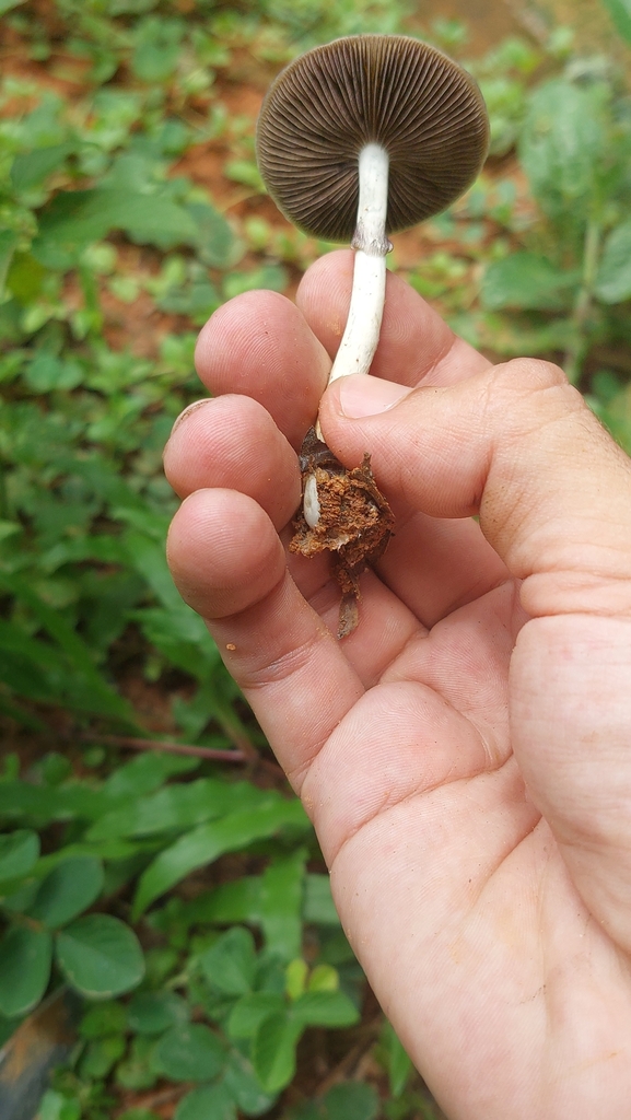 Psilocybe cubensis · January 2023 · photo: © carlosvidigal (iNaturalist, cc-by-sa)