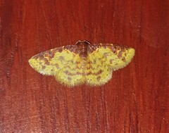 Syngatha latiflavaria