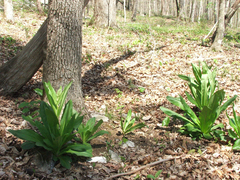 Primula meadia