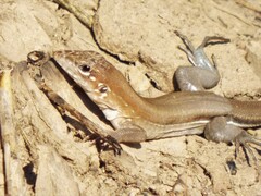 Aspidoscelis guttatus