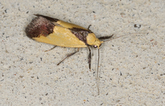 Crepidosceles exanthema