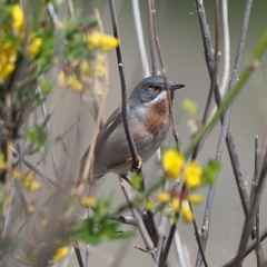 Curruca cantillans