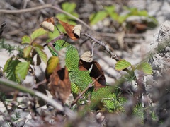 Lacerta trilineata