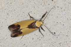 Crepidosceles exanthema