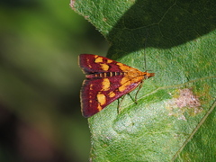 Pyrausta purpuralis
