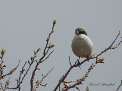 Lanius excubitor