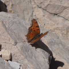 Polygonia egea