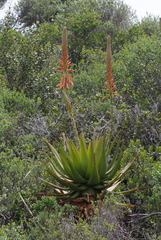 Aloe lineata