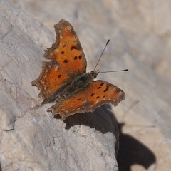 Polygonia egea