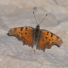 Polygonia egea