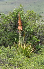 Aloe lineata