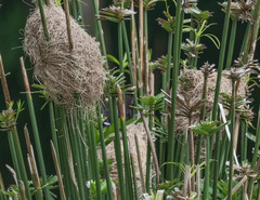 Amblyospiza albifrons