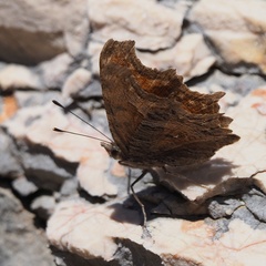 Polygonia egea