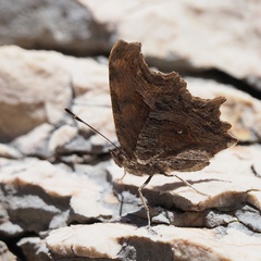 Polygonia egea