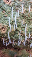 Sulzbacheromyces