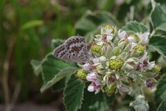 Lepidochrysops asteris