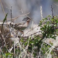 Curruca cantillans
