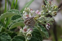 Lepidochrysops asteris