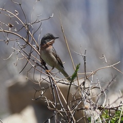 Curruca cantillans