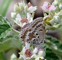 Lepidochrysops asteris