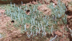 Sulzbacheromyces