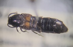 Coprochara