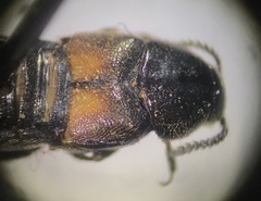 Coprochara