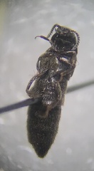 Coprochara