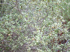 Quercus agrifolia oxyadenia