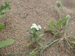 Cryptantha limensis