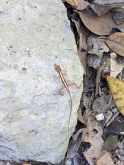 Anolis rodriguezii