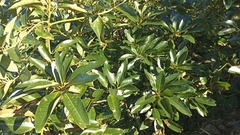 Persea indica
