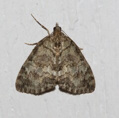 Hydriomena renunciata