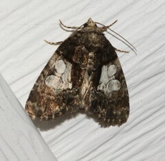 Chytonix palliatricula