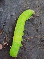 Phlogophora