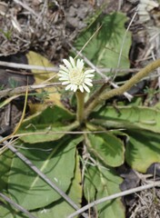Gerbera piloselloides